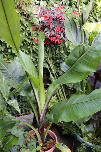 Rare ensete hiniba - rare, banana