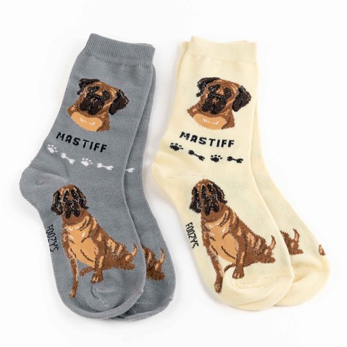 Mastiff english dog massive - dog,