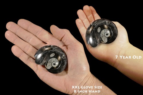 Goniatite fossil 2 3 oz - fossil,