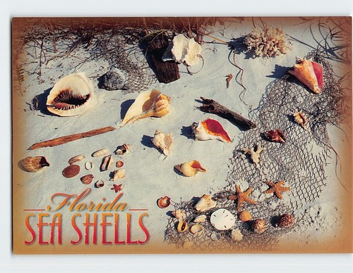Postcard sea shells florida - sea,