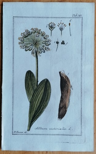 Alpine leek original - alpine,