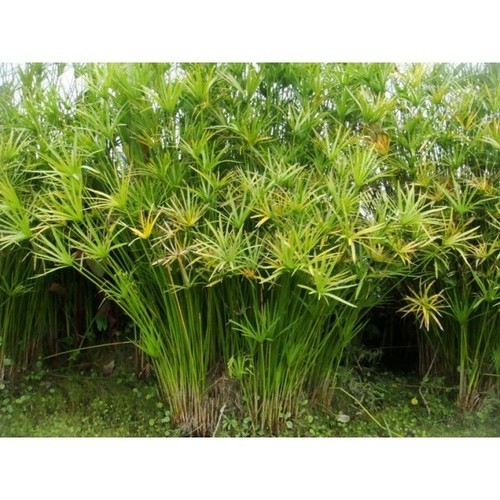 Live umbrella palm - live, tropical