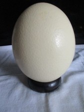 Blown  Ostrich Egg on Wood