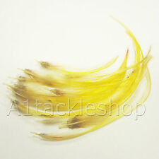 Veniard Golden Pheasant