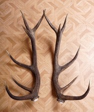 2 Beautiful 12ender Red Deer