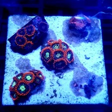 WYSIWYG Coral garden A - 2"x2"