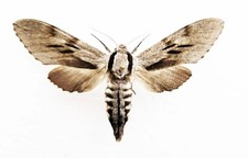 🦋 Set Pine Hawk‑moth