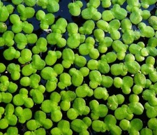 Duck Weed Floating Pond Aquarium oxygenating plant shelter shade
