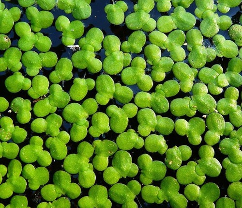 Duck weed floating pond - weed,