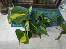 Philodendron Brasil - Hanging Sweet Heart Variegated House Plant Large 12cm Pot.