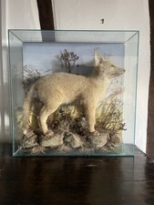 Victorian Taxidermy Fox Cub in