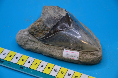 Stunning megalodon shark - 4",