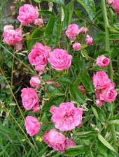 Old Fashioned Double Pink Rambling Rose ex 2ltr pot