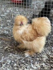 18-pack Fertile Silkie