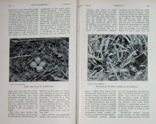 Original old antique print - old,