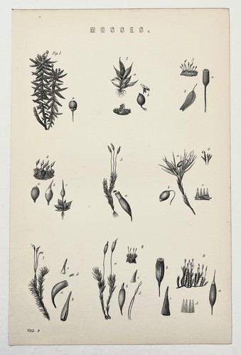 Mosses botanical 1880s - -,