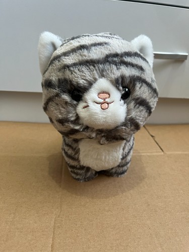 Aurora teddy pets - aurora,