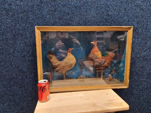 Vintage taxidermy cockerel - , &