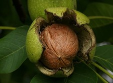 English/Common Walnut Tree