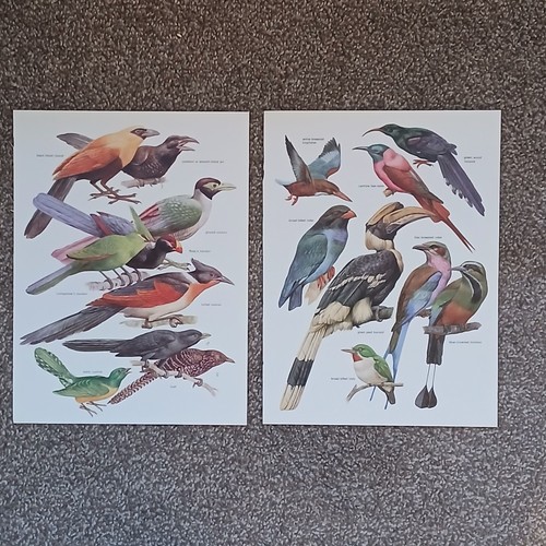 Cuckoo bee eater - cuckoo, kingfisher