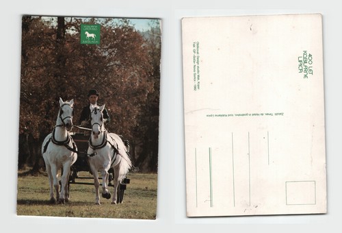 Postcard lipica stud - postcard,