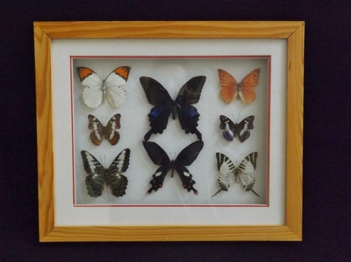 Taxidermy butterflies moths - 8,