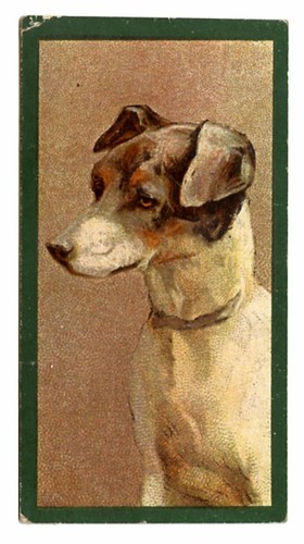 Smooth fox terrier sft - smooth, dog