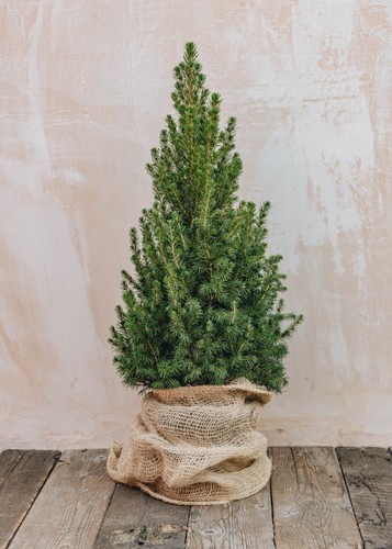 Mini christmas trees - christmas, trees-picea