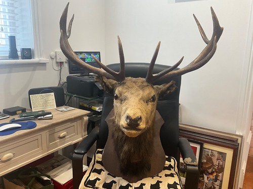 Stags head wall mounted - head,