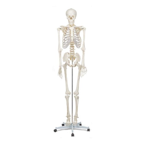 Life size human skeleton - size,