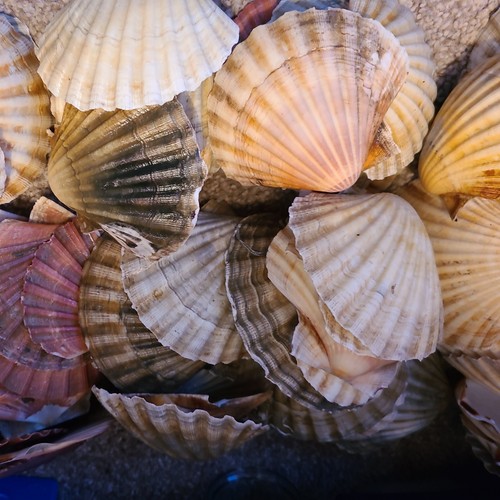 Scallop shells flat various - scallop, flat.various