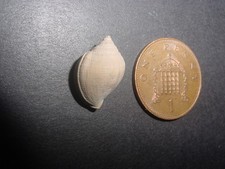 RARE Bartonian Eocene Sconsia ambigua Cassidae Lower Barton Beds England