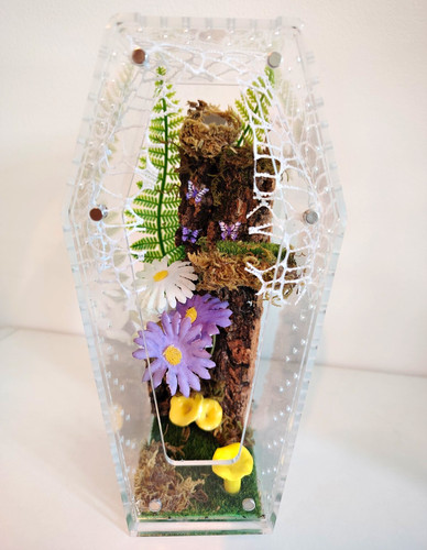 Decorated jumping spider - decorated,