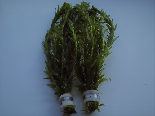 Bunched leaded elodea densa - bunched,
