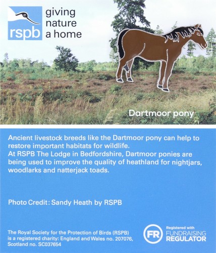 Rspb pin badge special - special, gnah