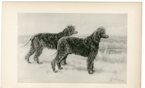 Irish water spaniel rare 1897 - irish,