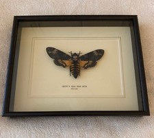 Real Deaths Head Hawk Moth -