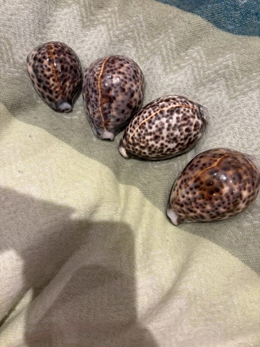 Four vintage tiger cowrie - four,