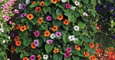 3 THUNBERGIA BLACK EYED SUSAN
