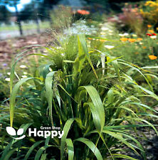 Love Grass - 1500 seeds -