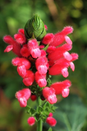 Salvia oxyphora 9cm - pot,