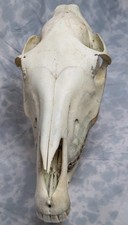 Real Horse Skull Taxidermy