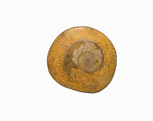 Genuine 380 million year - 380, old