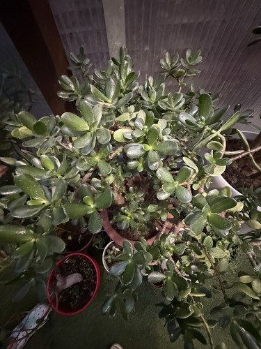 Large mature plant - large,
