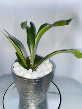 Platycerium Bifurcatum |