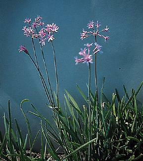 Tulbaghia violacea john rider - tulbaghia,