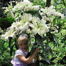 4 x Lily Pretty Woman Bulbs -