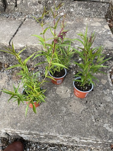 Penstemon red garnet - , pots