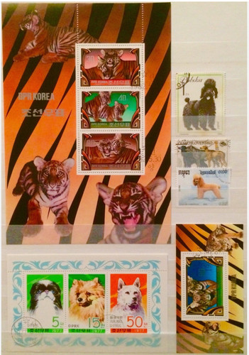 Dogs poodles big cats 3 - cats,