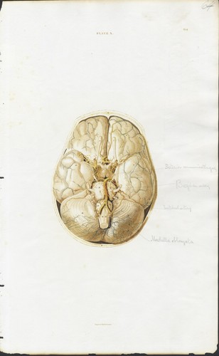 Brain from real etching - etching,